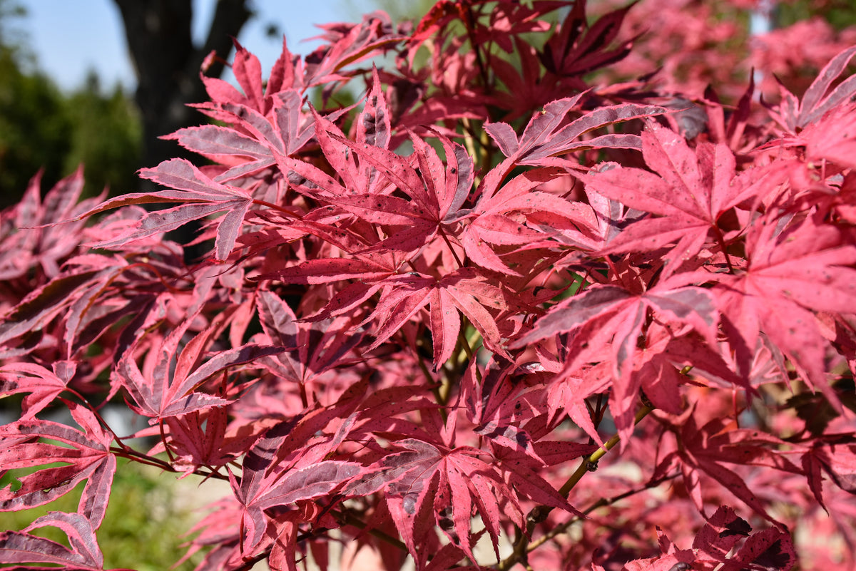 Maple-Shirazz 6C