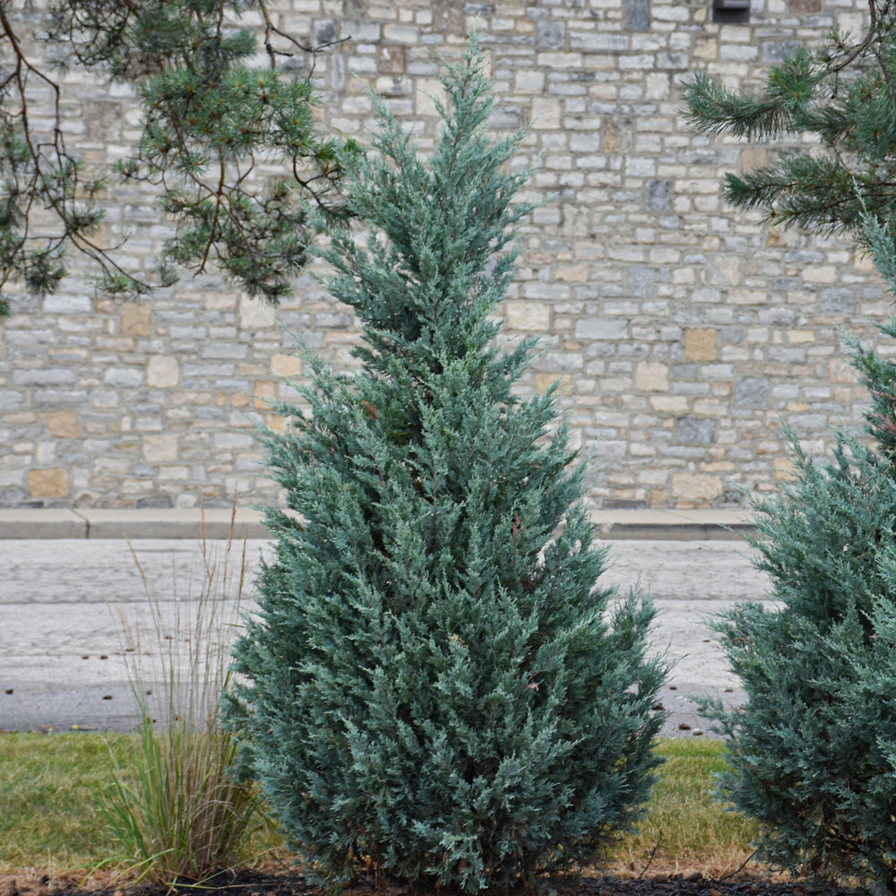 Juniper-Blue Point 5'B