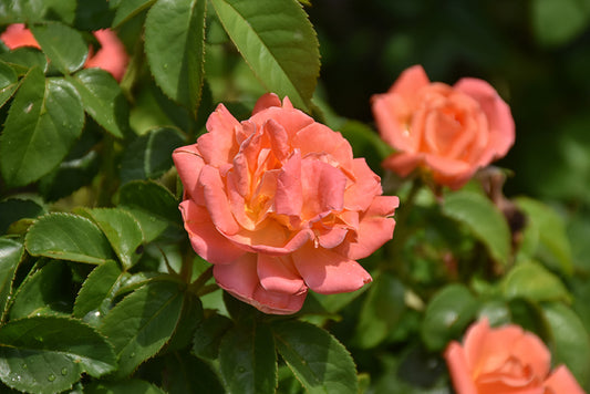 Rose-Orange Glow Knock Out® 3C