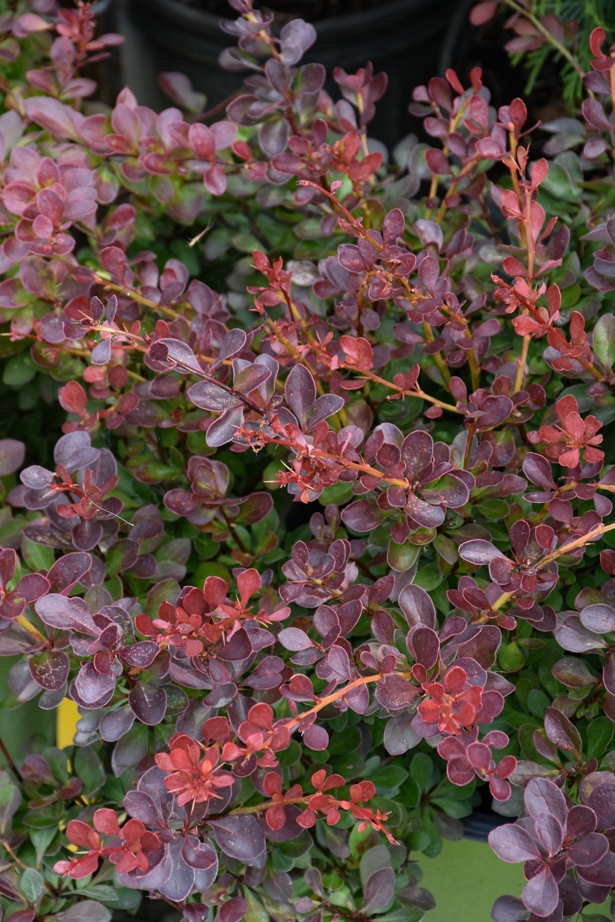 Barberry-Crimson Cutie 2C