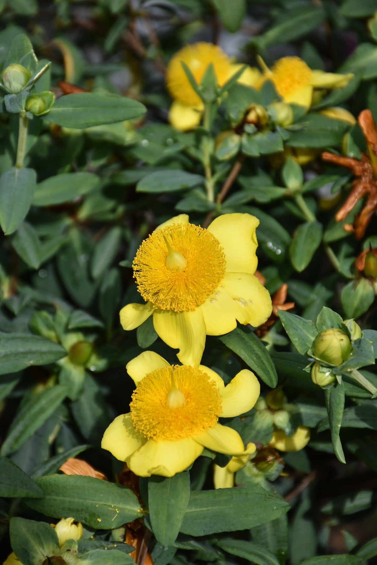 Hypericum-Sunburst 5C
