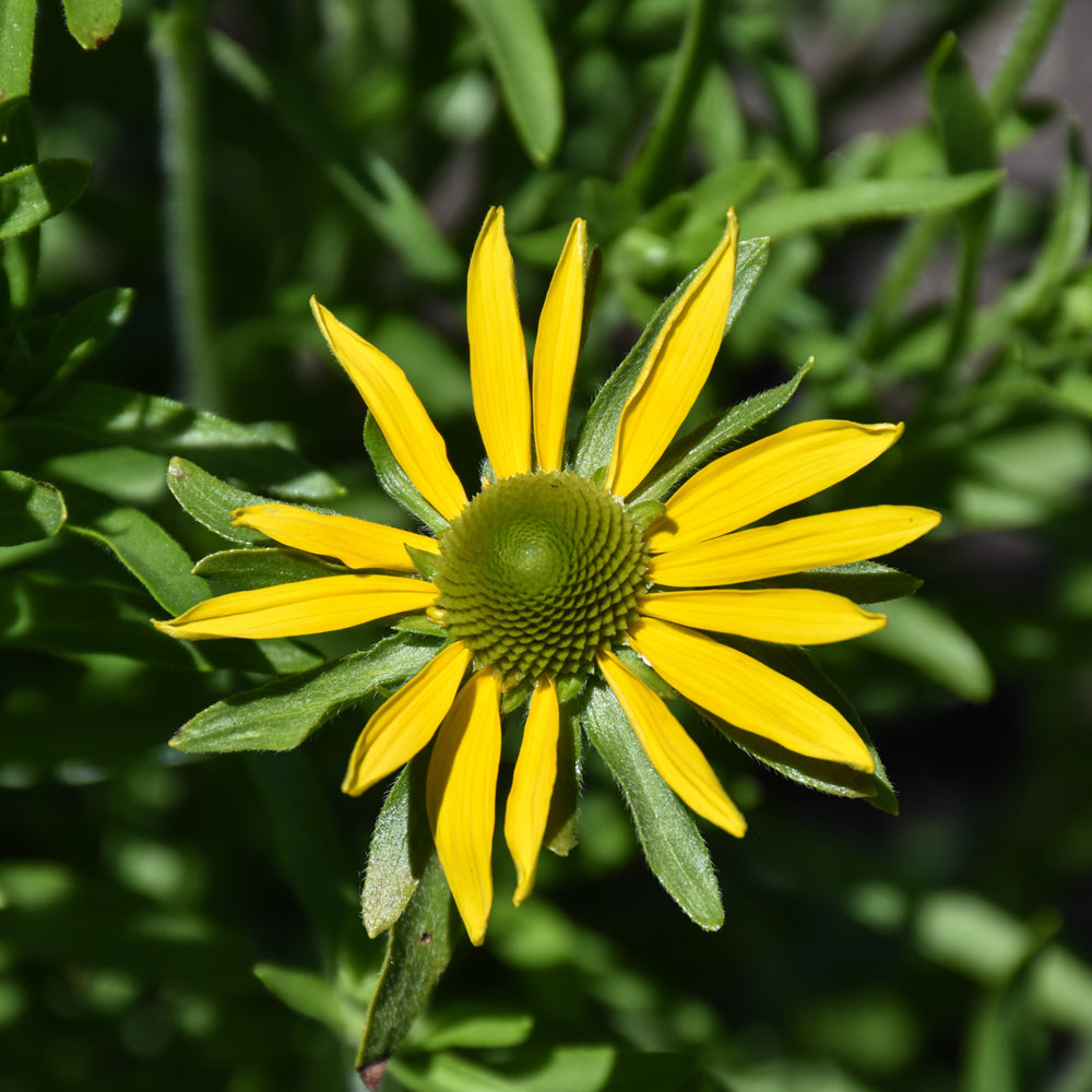 Silphium-Perfoliatum 1C