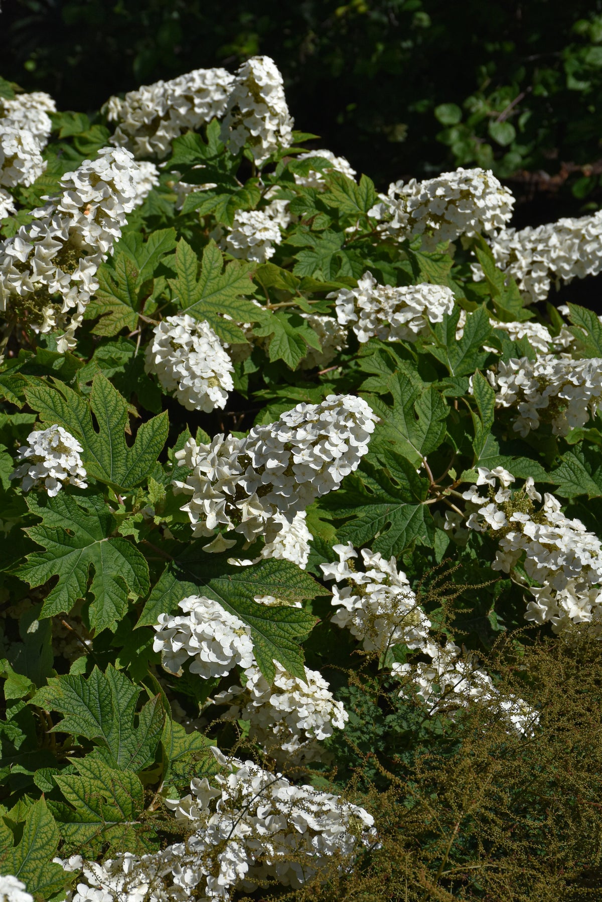 Hydrangea-Oakleaf Jetstream 3C