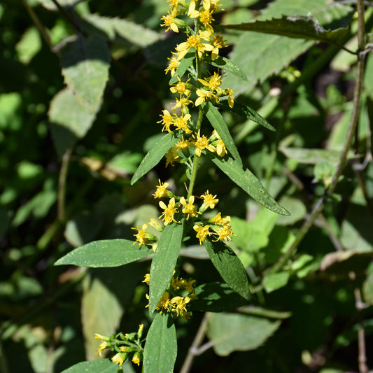 Solidago-Flexicaulis 1C