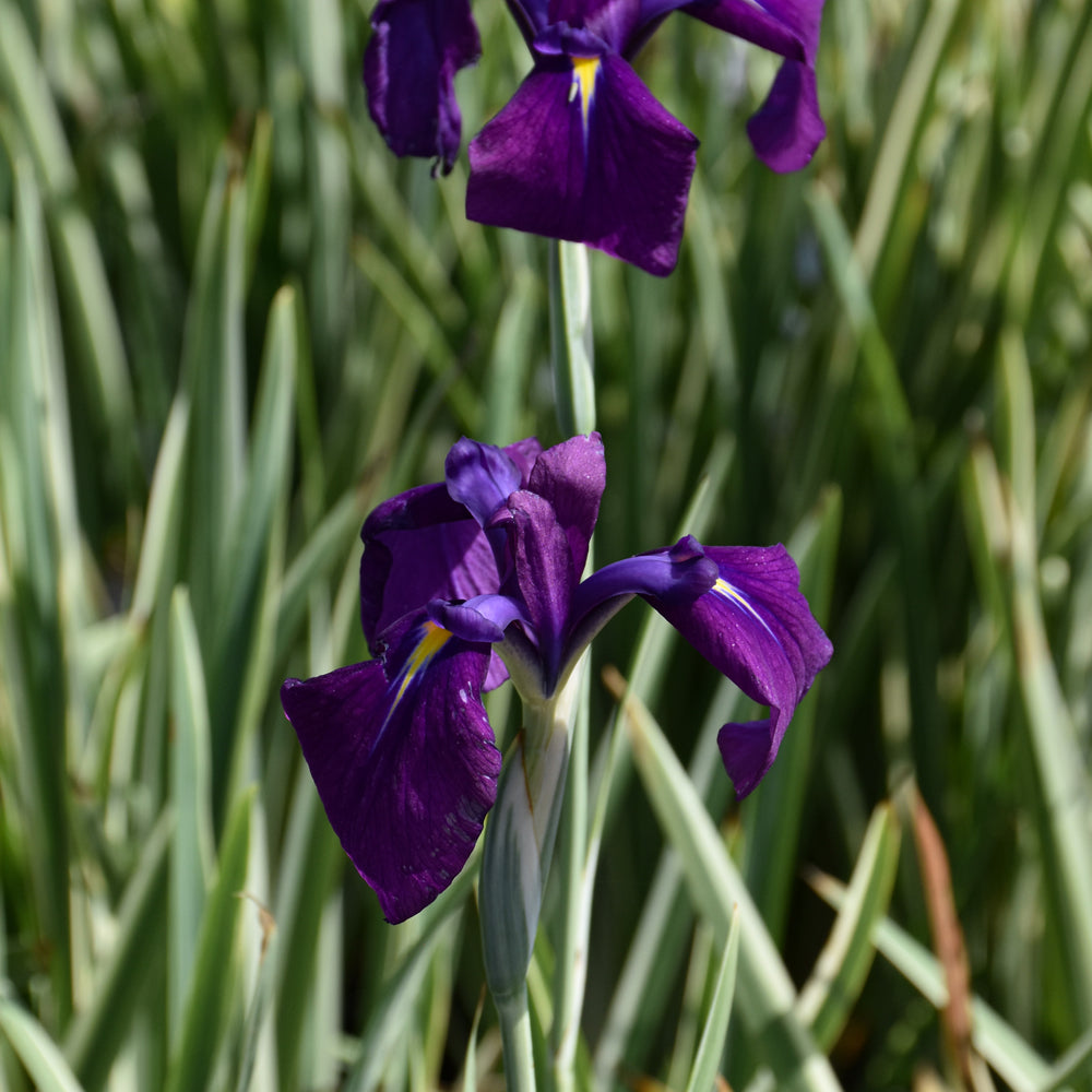 Waterplant-Iris Variegata 3.5"