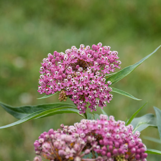 Asclepias-Soulmate 1C