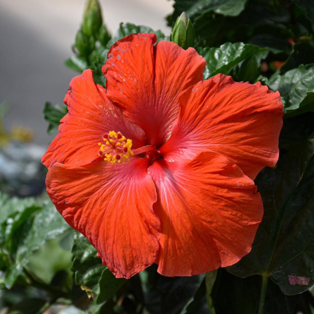 Hibiscus-President's Red on Standard 10"