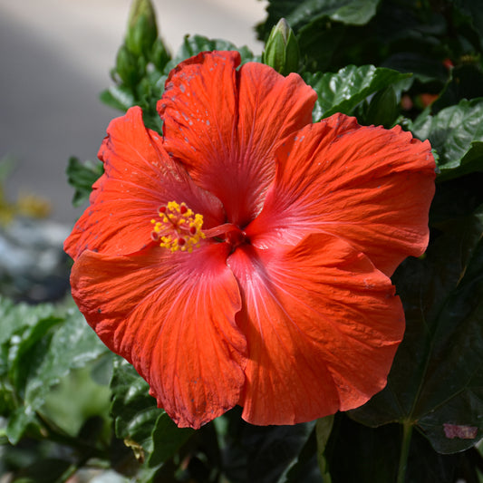 Hibiscus-President's Red on Standard 10"