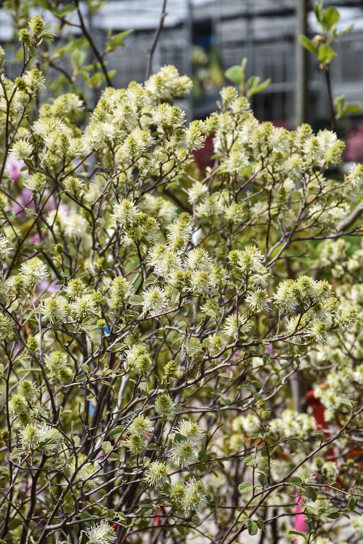 Fothergilla-Mount Airy 3C