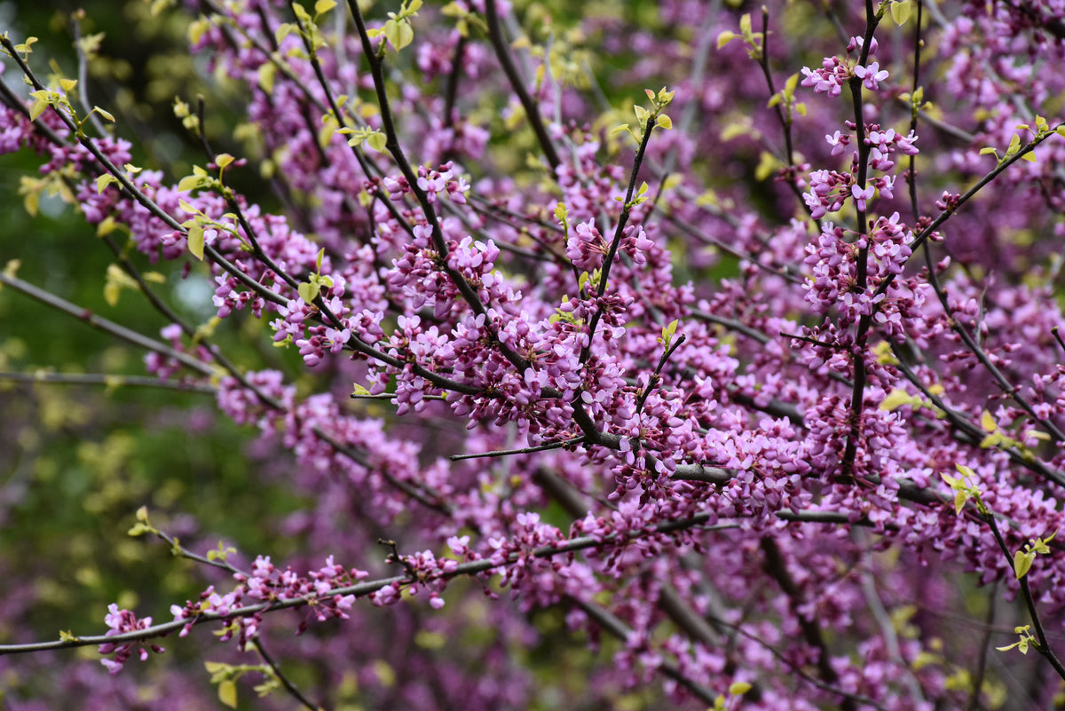 Redbud-Tree 1.5"B