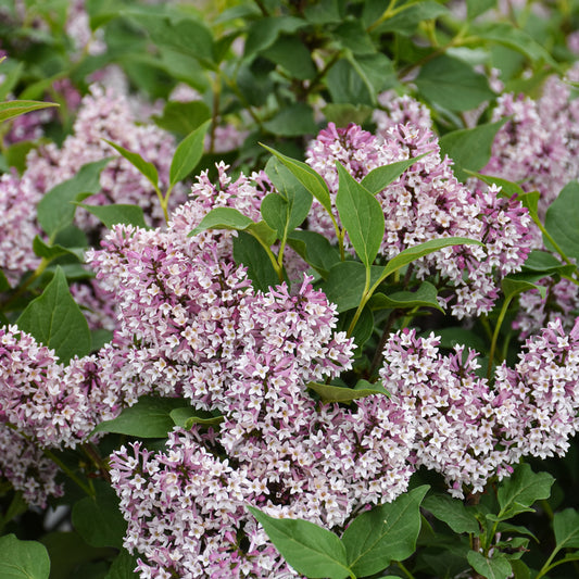 Lilac-Baby Kim® 3C