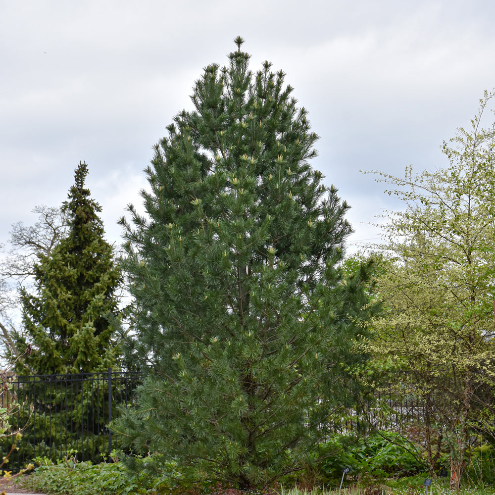 Pine-Vanderwolf's Pyramid 20C