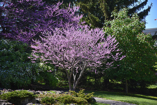 Redbud-Clump 4-5' 20CP