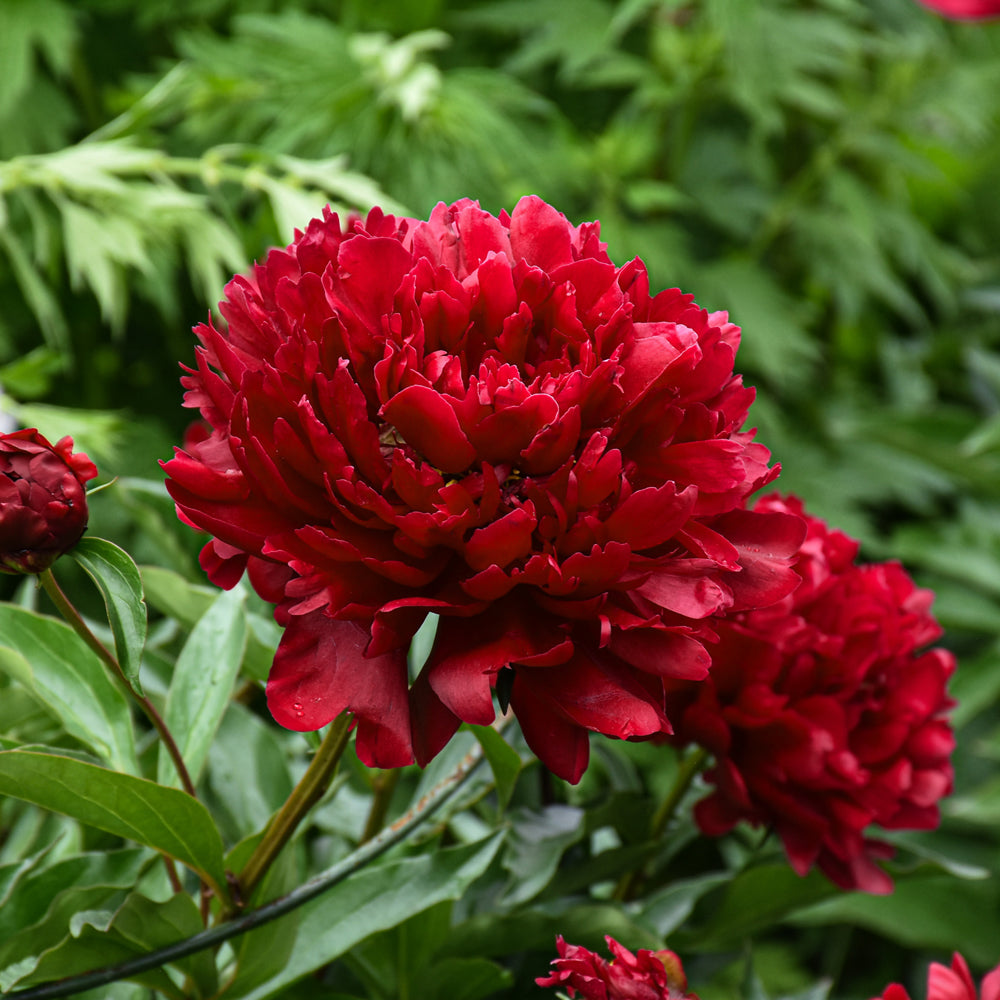Peony-Command Performance 2C