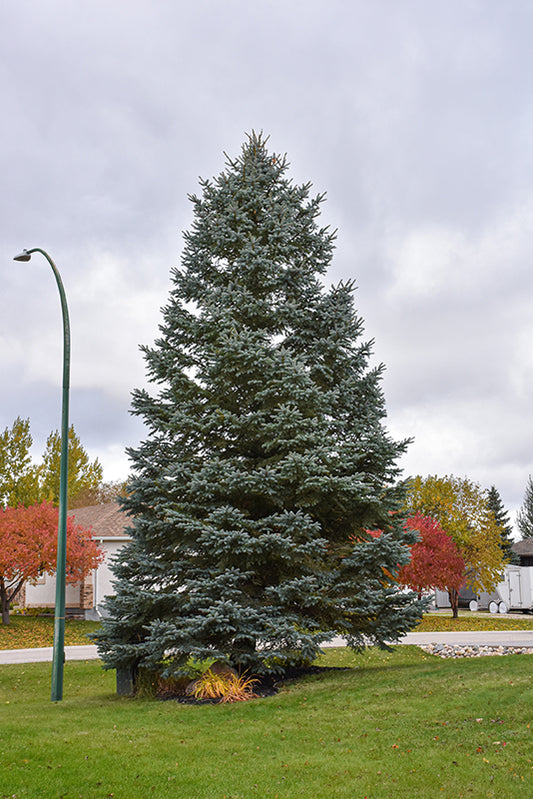 Spruce-Colorado Blue 3-4'BP