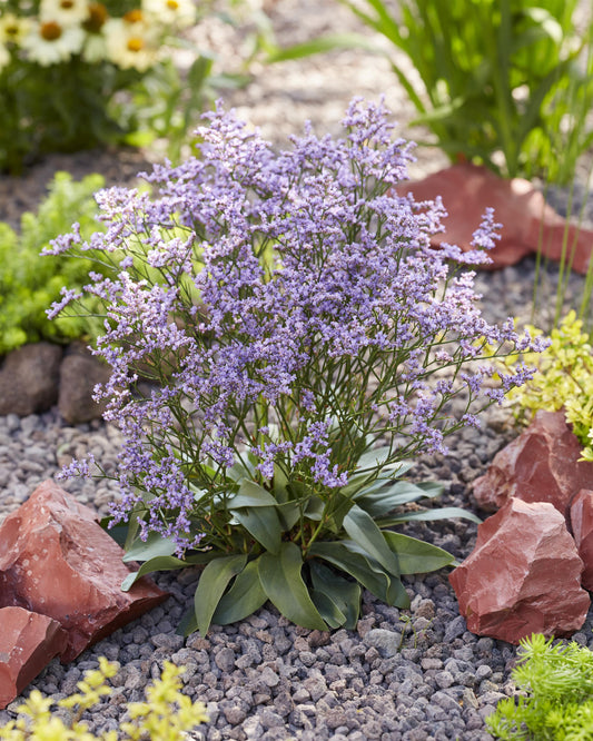 Limonium-Dazzle Rocks 1C