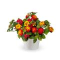 Lantana-Bandana Black Cherry 4.3"