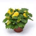 Lantana-Bandana Yellow 6 Pack