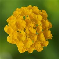 Lantana-Bandolero Lemon 4.3"