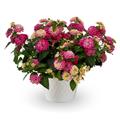 Lantana-Bandolista Pink Lemonberry 11"H