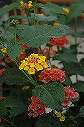 Lantana-Confetti Standard 10"