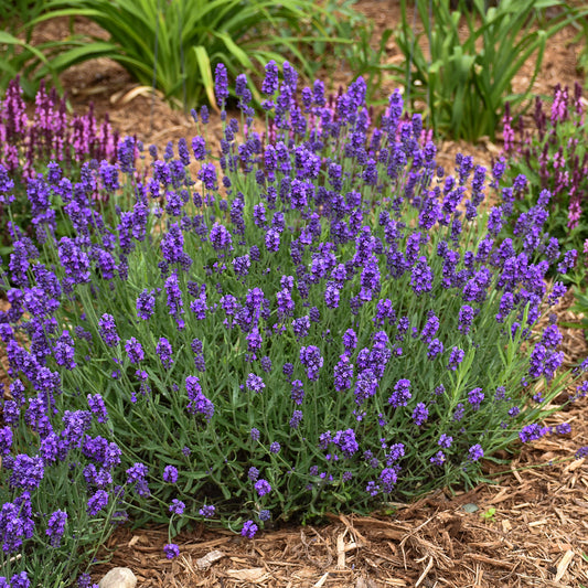Lavandula-Sweet Romance 1C