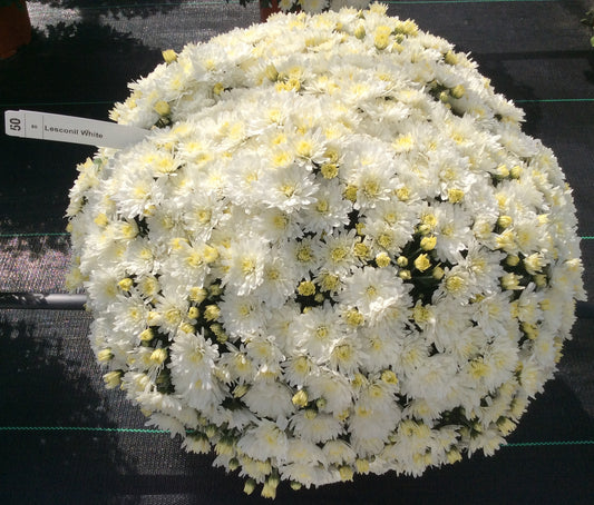 Mum Lesconil White VE