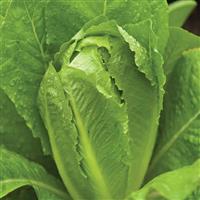 Lettuce-Parris Island Cos 4 Pack