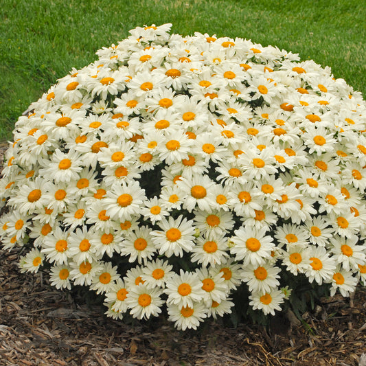 Leucanthemum-Whoops-a-Daisy 1C