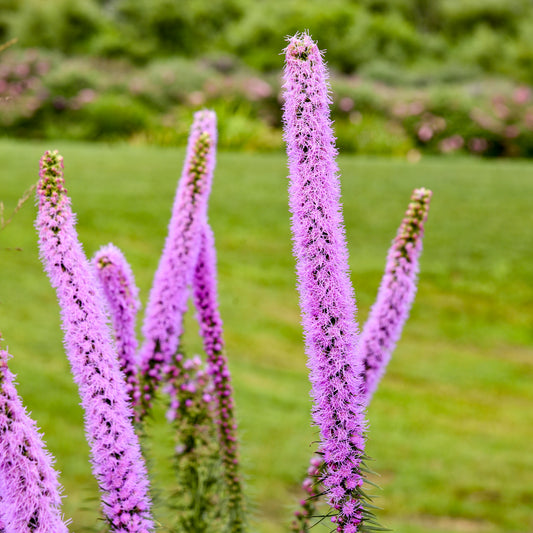 Liatris-Lavender Glowsticks 1C