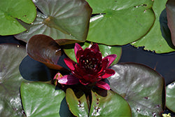 Lily-Almost Black 8"