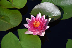 Lily-Attraction 8"