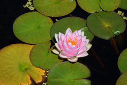 Lily-Madame Wilfron Gonnere 8"