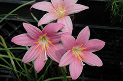 Lily-Pink Rain 3.5"