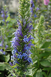 Lobelia-Blue Cardinal 3.5"
