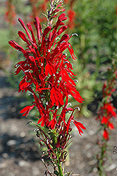 Lobelia-Cardinal 3.5"