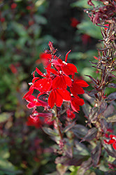 Lobelia-Queen Victoria 3.5"