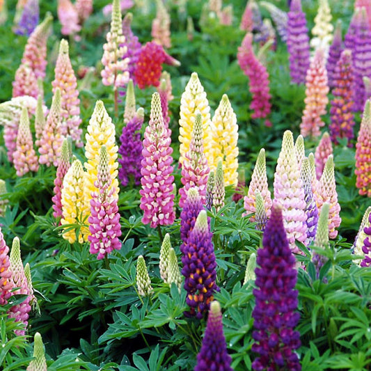 Lupinus-Popsicle Mix 1C