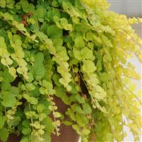 Lysimachia-Goldi 3.5"
