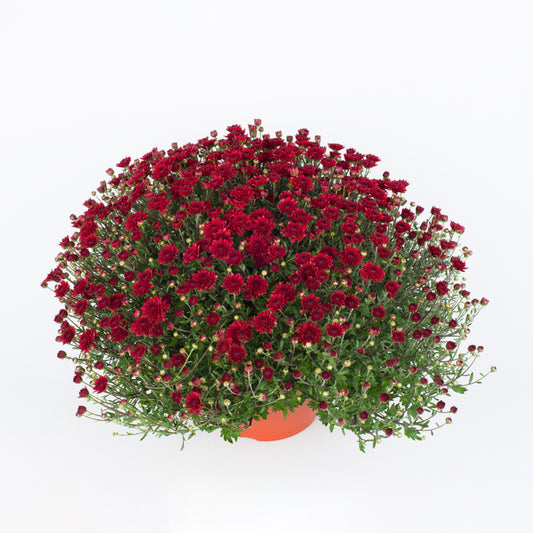 Mum Mila Red M