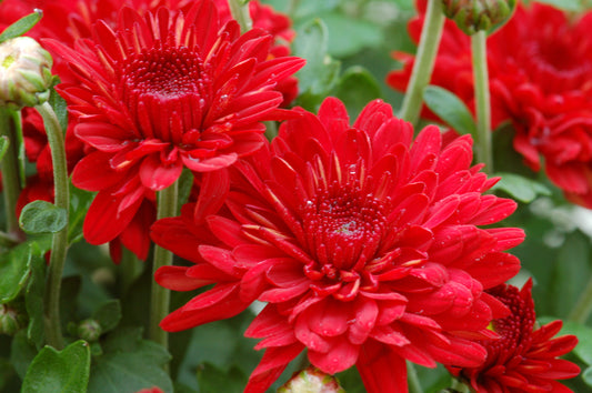 Mum Radiant Red M