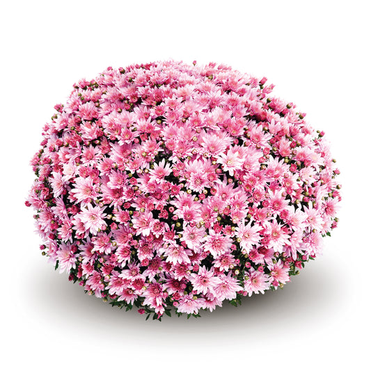 Mum Arluno Pink M