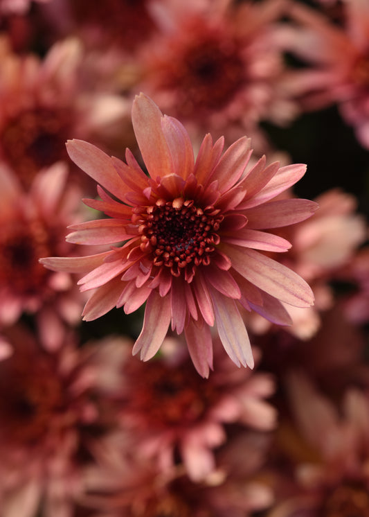 Mum Carousel Blushing Salmon Coral M