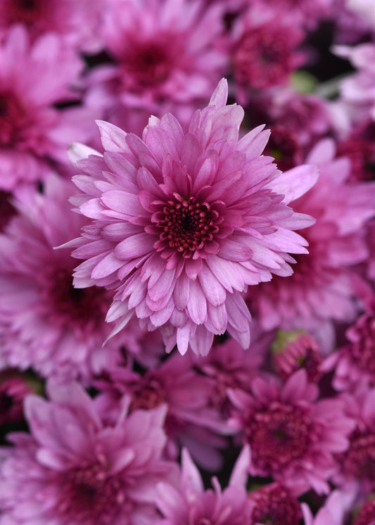 Mum Carousel Pink M