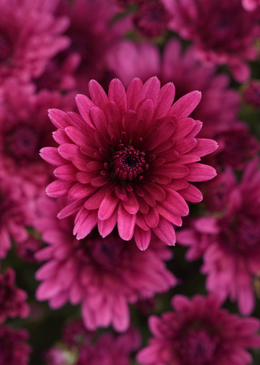 Mum Cosmic Galaxy Purple VL