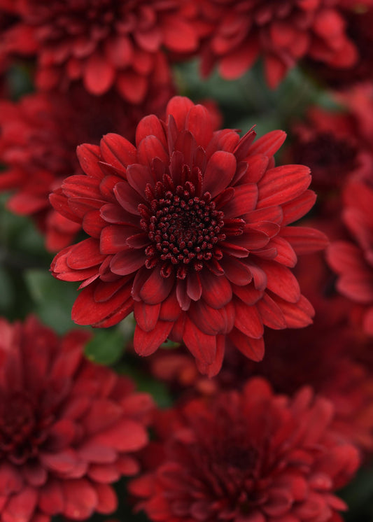 Mum Five Alarm Red E