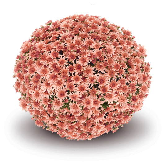 Mum Fonti Coral VE