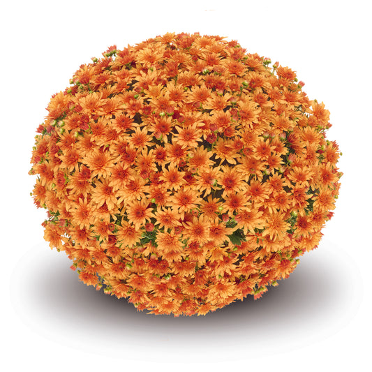 Mum Fonti Orange VE