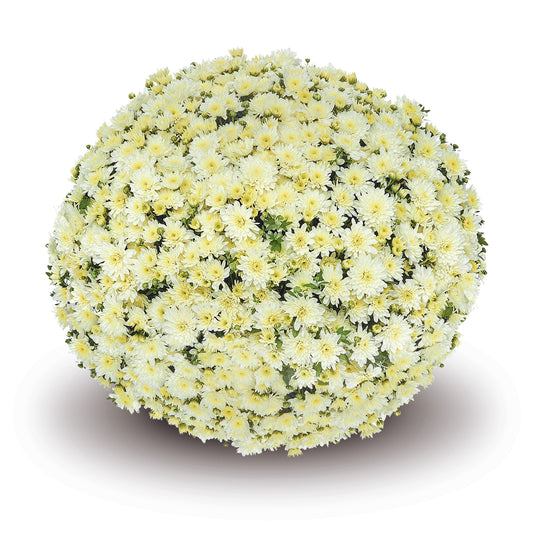 Mum Fonti White VE