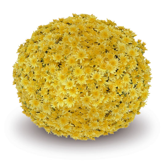 Mum Fonti Yellow VE